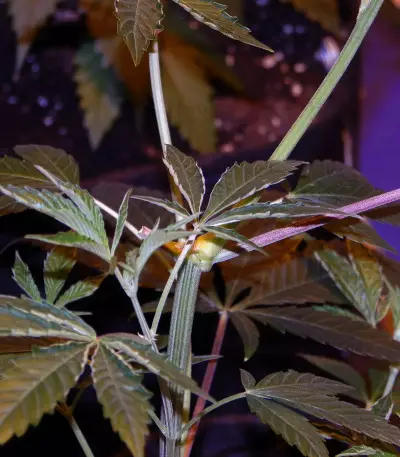 Brain Cake feminized seeds