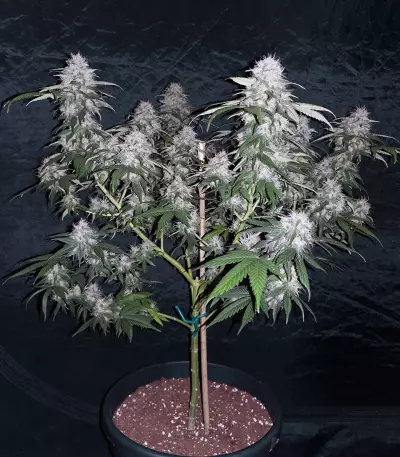 CBD 1:1 Silver Lime Haze Semi femminizzati autofiorenti