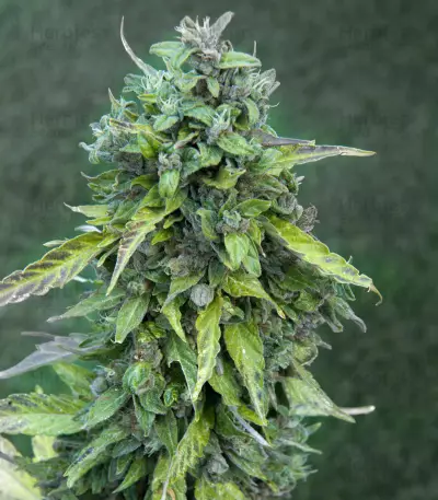 CBD Lemon Potion Auto Seeds