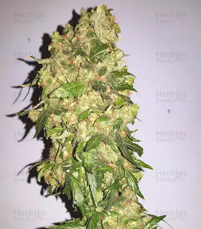 Candyland Seeds
