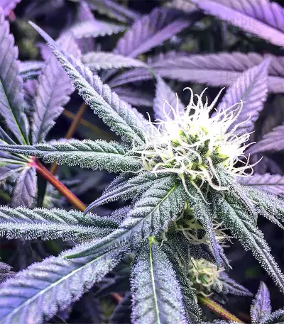 Graines de cannabis Chem Berry D regular (Dark Horse Genetics)
