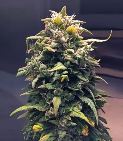 Semi femminizzati Chemdogging Auto