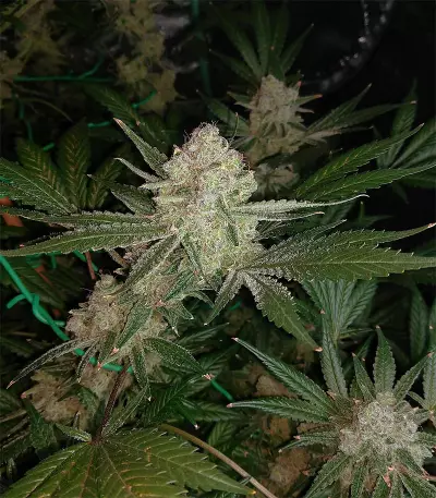 Cinderella 99 Feminized Seeds (Grower’s Choice)
