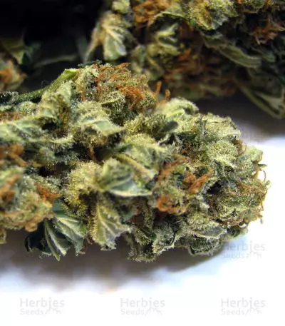 Crazy Mouse Cheese Seeds