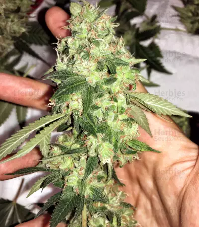 Do-Sweet-Dos feminized seeds