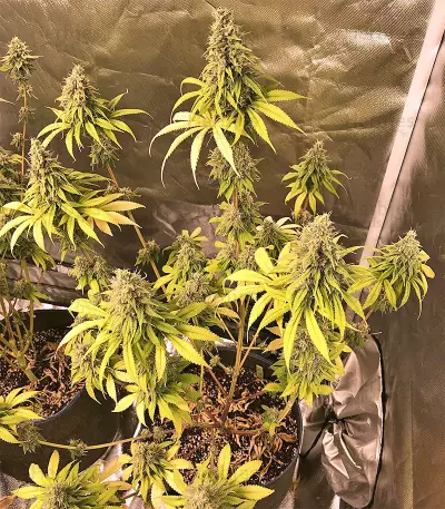 Semi femminizzati di Gorilla × White Widow