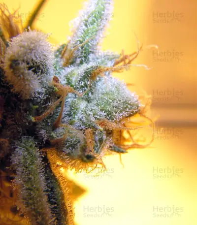 Hash Plant regular seeds (Sensi Seeds)