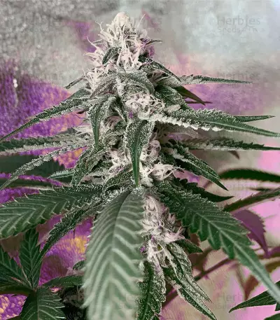 Hawaiian Snow x Amnesia x Dosidos Seeds