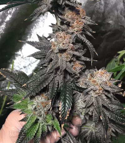 Headstash (Karma Genetics)