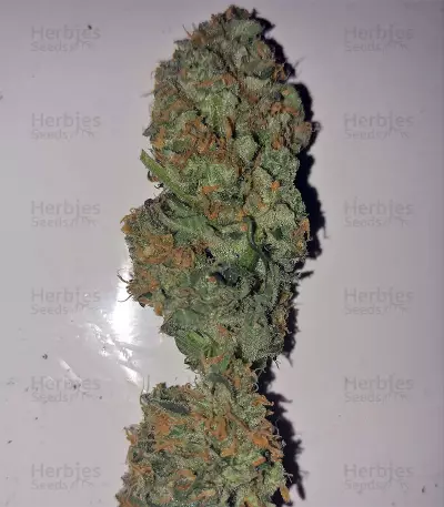 King Kong Seeds