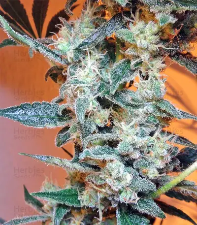 Malawi x PCK (Ace Seeds)