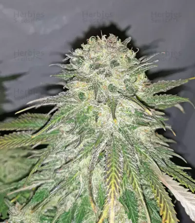 Old school Seeds