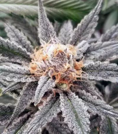 Original Glue Seeds