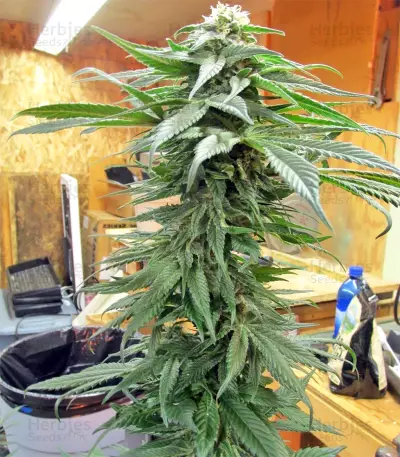 Panama regular seeds