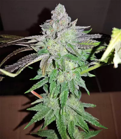 Semi femminizzati di Pineapple