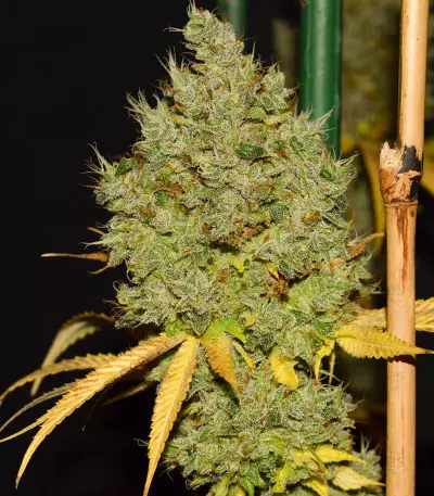 Road Dawg Seeds
