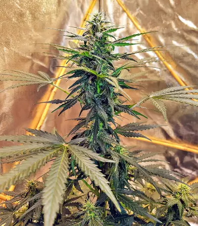 Sticky Fingers Autoflower (Seedstockers)