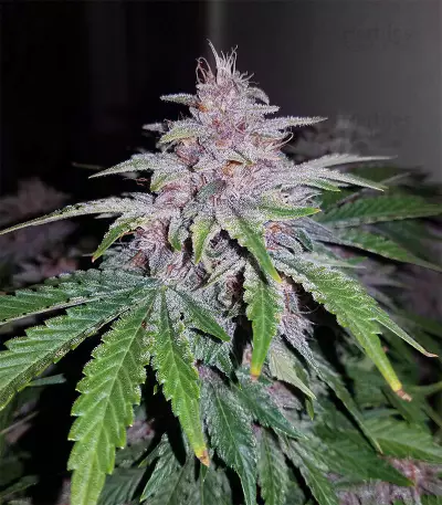 Strawberry Nuggets Auto Seeds