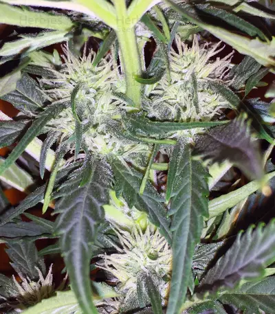 Graines de cannabis Super Skunk Automatic (White Label)