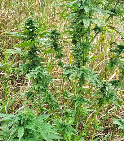 Super Skunk Autoflower (Seedstockers)
