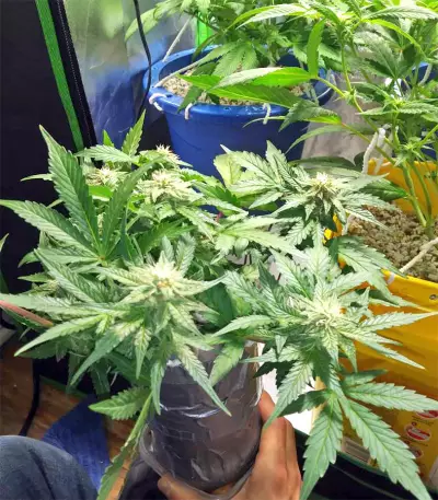 Super Skunk Seeds (Seedstockers)