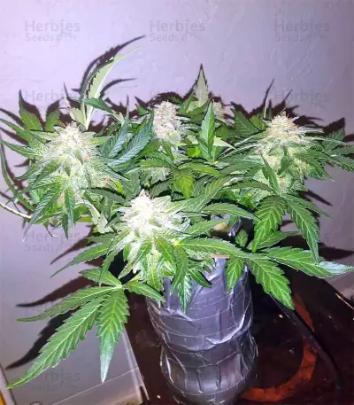 Super Skunk Seeds (Seedstockers)