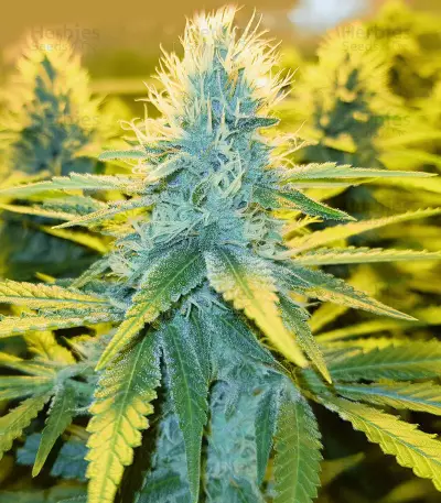 Toxic feminized seeds