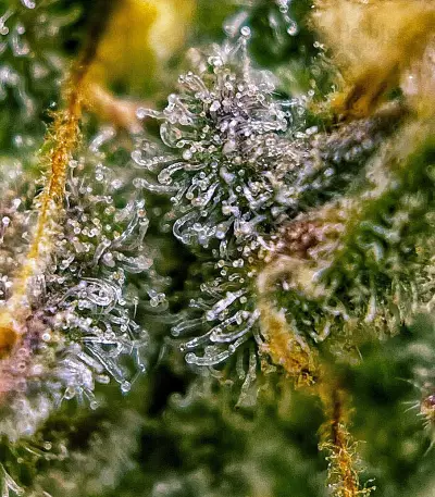 Sementes feminizadas Auto Cinderela Jack