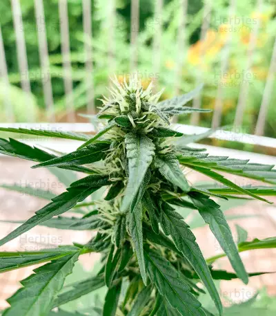 Auto Euforia (Dutch Passion)