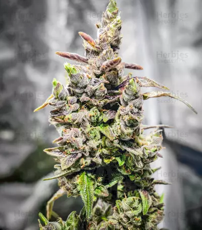 Big Bomb Auto feminized seeds
