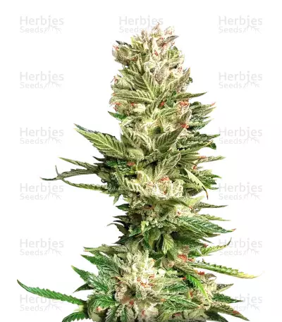 Bruce Banner (Cali Buds Seeds) Cannabis-Samen