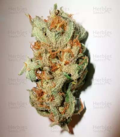 Caramelo Early Version Seeds (Delicious Seeds)