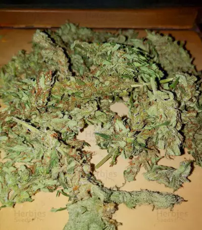 CBD Bomb (Bomb Seeds)