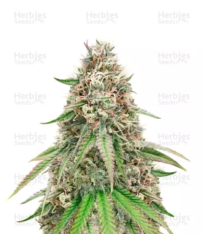 Cheese Feminized Seeds (Herbies Seeds USA)