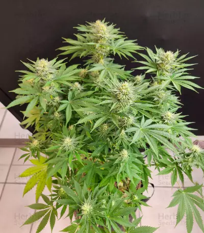 Chocolope (Herbies Seeds)