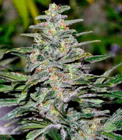 Dark Delight Seeds