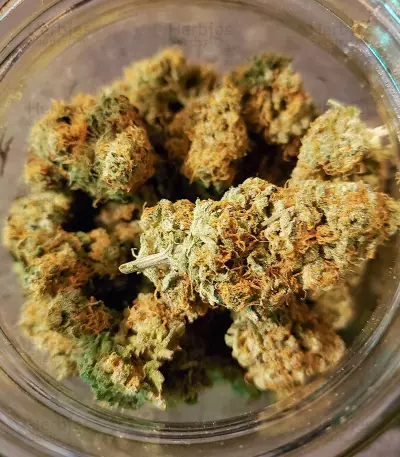 Extreme Impact Auto Seeds