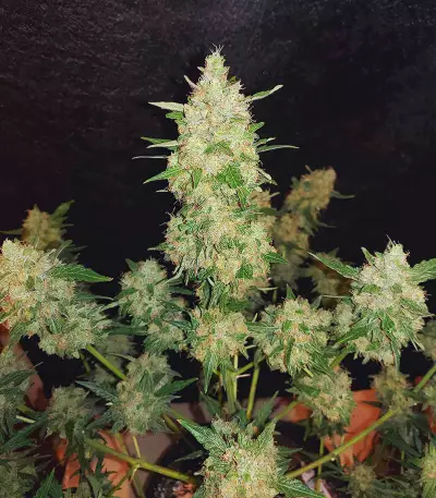 Extreme Impact Auto Seeds