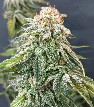 Gorilla SFV OG (Expert Seeds) feminized seeds