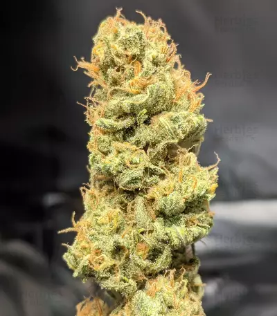Gorilla SFV OG (Expert Seeds) feminized seeds