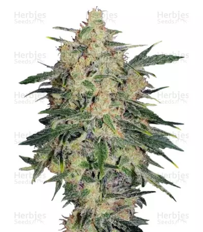 Graines de cannabis Nebula II CBD (Paradise Seeds)