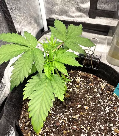 Northern Light Auto (Expert Seeds) feminized seeds