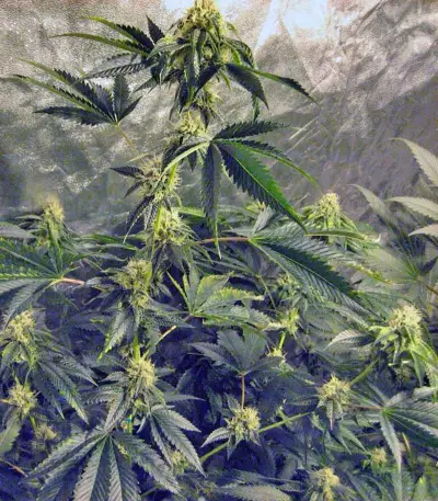 Pure Kush (GHS)