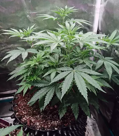 Purple Punch Cookies (Original Sensible Seeds)