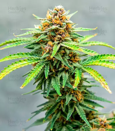 Semillas Feminizadas Runtz Autoflower (EGS)