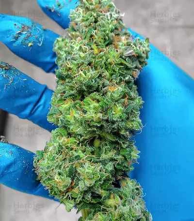 Sith OG Seeds (AlphaFem Seeds)