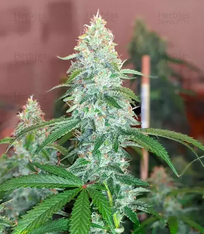 3 Bears OG Auto (Mephisto Genetics)