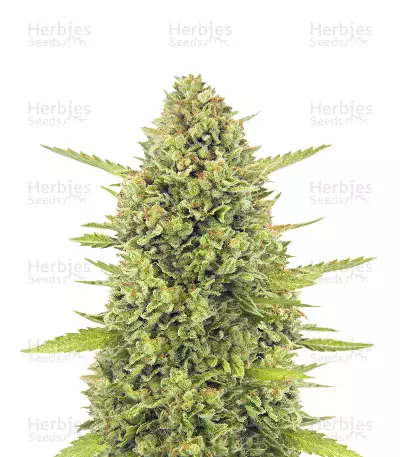Acapulco Gold Feminized Seeds