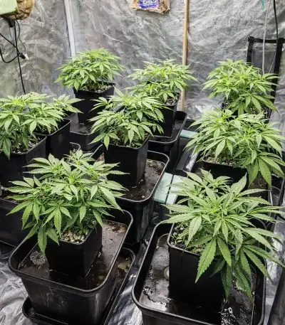 Amnesia Seeds
