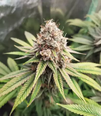 Amnesia Lemon Seeds